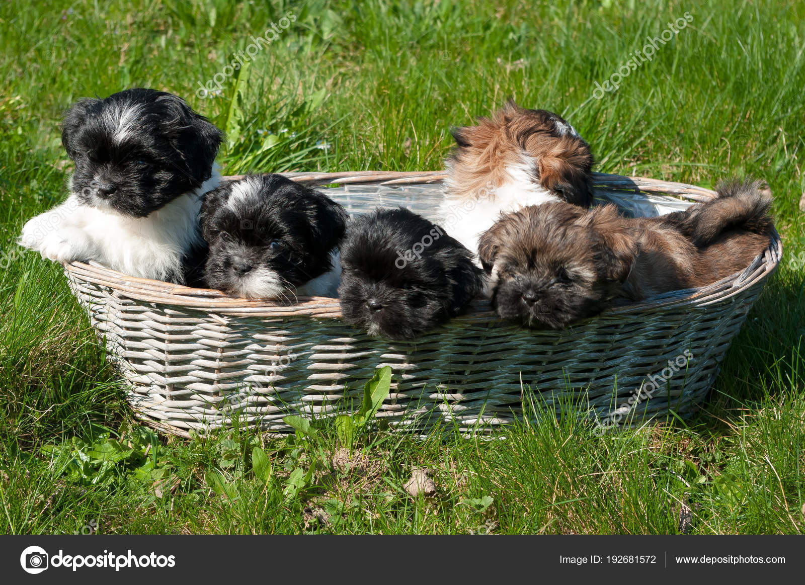 Petits Chiots Dans Panier Osier Race Chien Appelle Lhassa