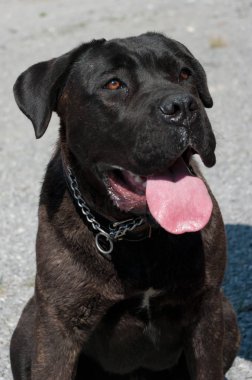 Yıl eski yavru yolda. Bu köpek doğurmak Cane corso denir.