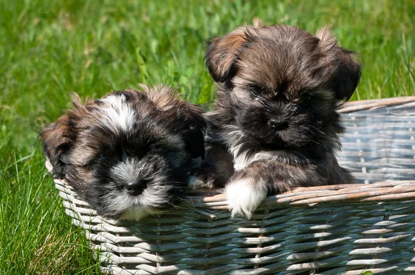 Štěňátka Proutěném Košíku Toto Psí Plemeno Nazývá Lhasa Apso — Stock fotografie