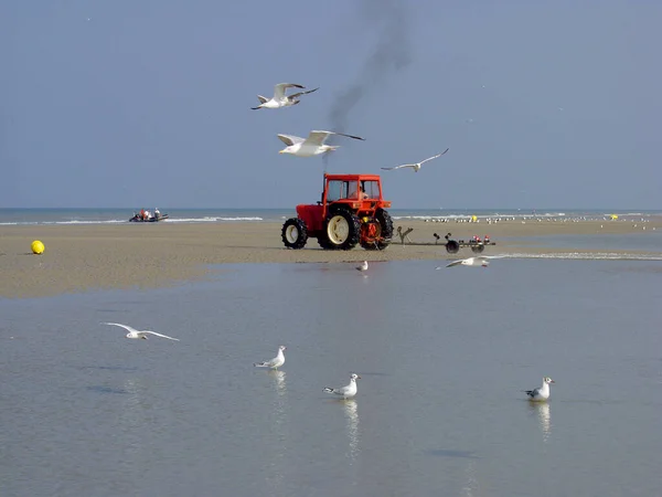 Tractor Rojo Con Remolque Largo Playa Arena —  Fotos de Stock