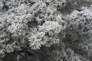 Eski ağaç gövdesinin manzarası. Bu ağaca çam ağacı denir..
