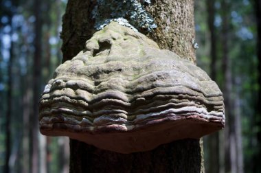 İnişli çıkışlı bir sünger Trouncatex denir. Latince Adı Fomes fomentarius, bu ağaçkakan ağaç gövdeleri üzerinde büyür..