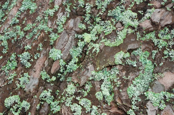 Une Souche Vieil Arbre Vue Rapprochée Contexte Pour Diverses Utilisations — Photo