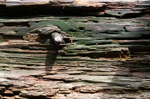 Eski Bir Ağaç Türü Yakın Çekim Çeşitli Kullanımlar Için Arkaplan — Stok fotoğraf