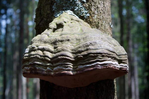 İnişli çıkışlı bir sünger Trouncatex denir. Latince Adı Fomes fomentarius, bu ağaçkakan ağaç gövdeleri üzerinde büyür..