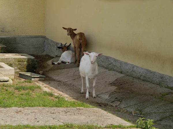 Photos from the family farm where they are engaged in organic farming and goat breeding.