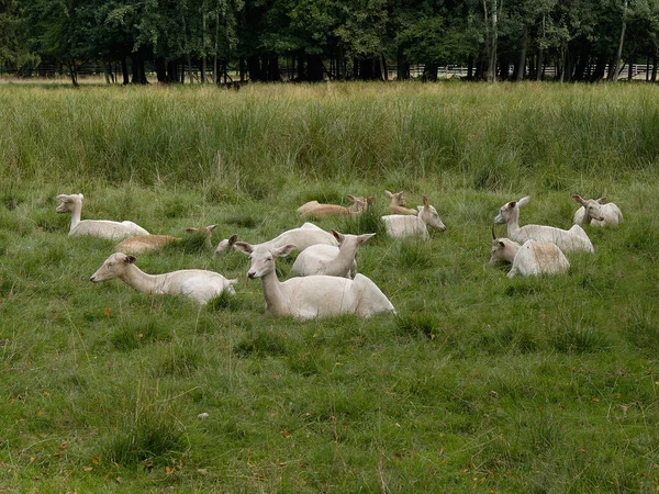 Una Cuerda Floja Descansando Una Reserva Caza Vallada Fotografías Una — Foto de Stock