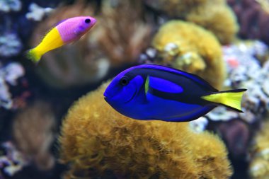Mavi tang (Paracanthurus hepatus) ve Bicolor Dottyback (Pictichromis paccagnella)