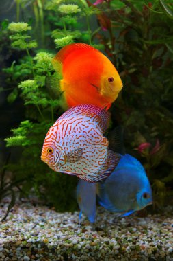 Discus (Symphysodon), çok renkli çiklitleri içinde belgili tanımlık akvaryum tatlı su balıkları Amazon Nehri Havzası için yerel