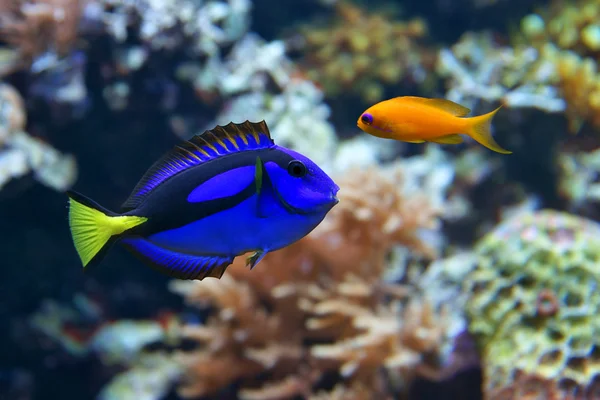 Tang azul (Paracanthurus hepatus) e Dottyback — Fotografia de Stock