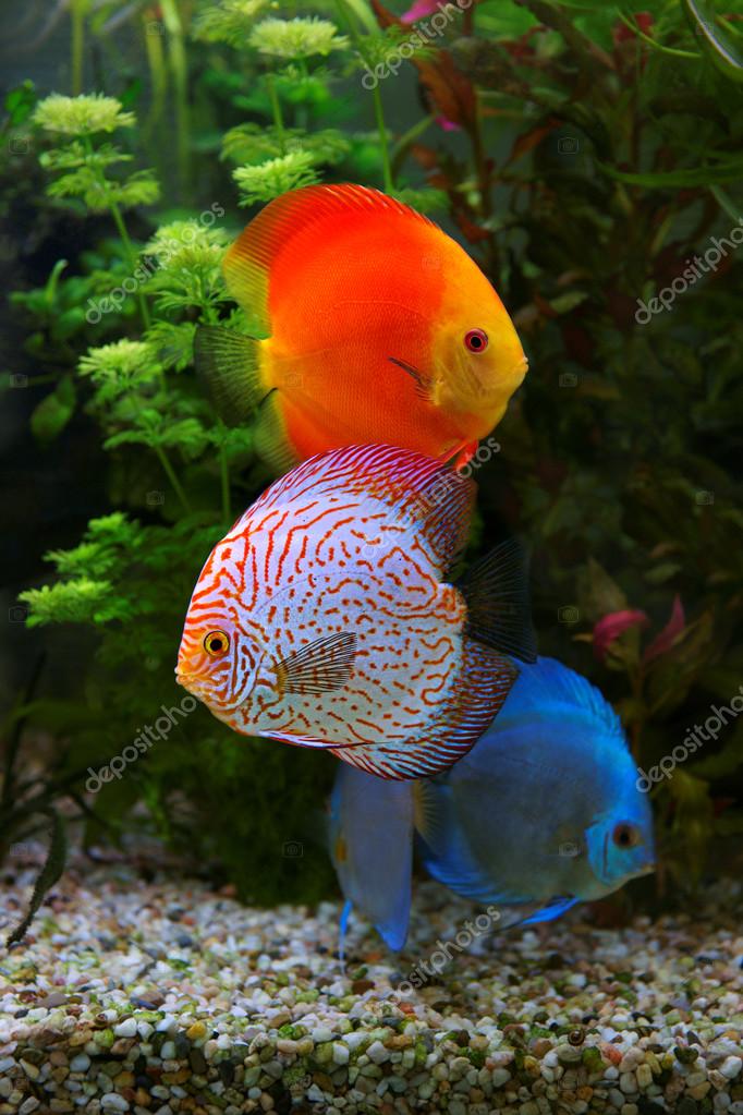 Discus (Symphysodon), ciclidi multicolori in acquario, i ...