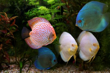 Discus (symphysodon), çok renkli çiklitleri akvaryum tatlı su balıkları yerli amazon Nehri Havzası