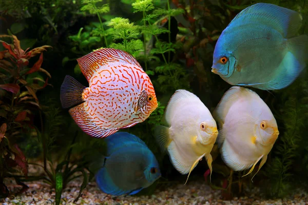 Discus (Symphysodon), multi-colored cichlids in the aquarium, the freshwater fish native to the Amazon River basin — Stock Photo, Image