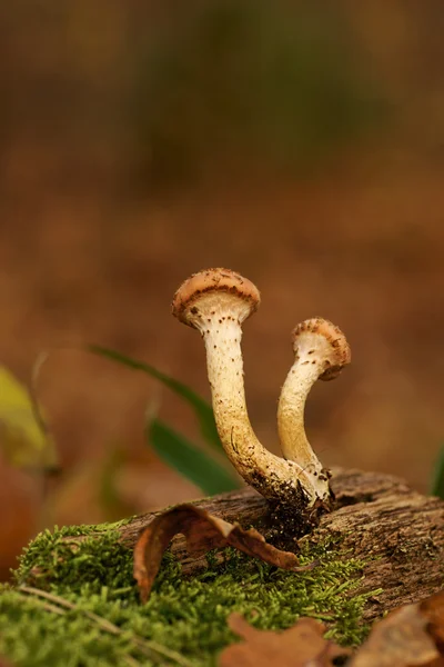Svamp, honung svampen (Armillaria) — Stockfoto
