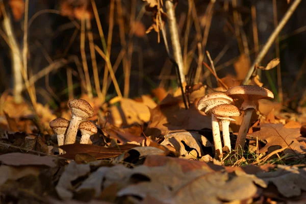 Svamp, honung svampen (Armillaria) — Stockfoto