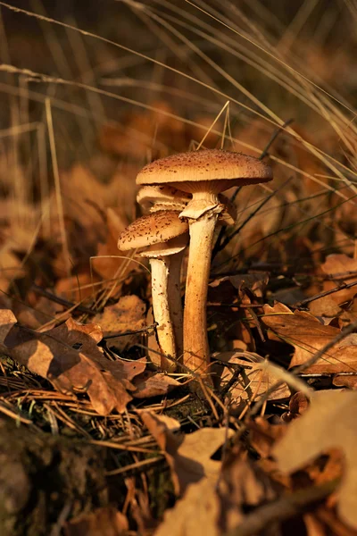Houby, houby med (Václavka) — Stock fotografie