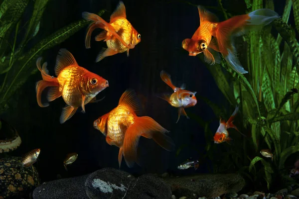 Zlatá rybka, akvárium, ryba na pozadí vodních rostlin — Stock fotografie