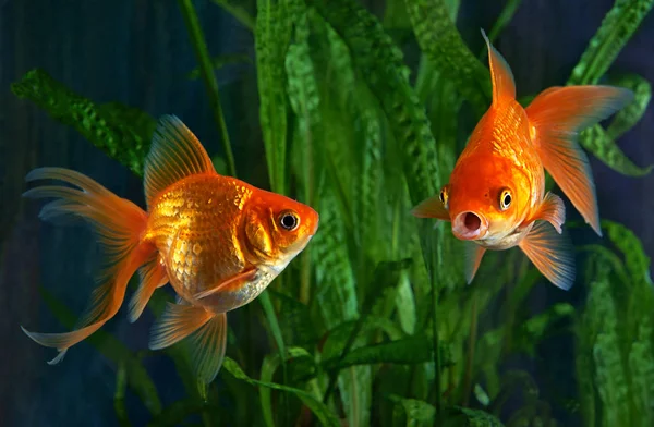 Poisson rouge, aquarium, un poisson sur le fond des plantes aquatiques — Photo