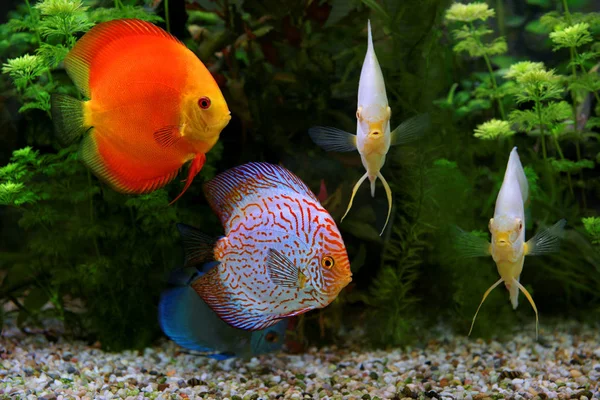 Discus (Symphysodon), multi-colored cichlids in the aquarium, the freshwater fish native to the Amazon River basin — Stock Photo, Image
