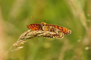 Kelebek Melitaea aurelia, Nickerl'ın Fritillary, bir çim kazığa tünemiş