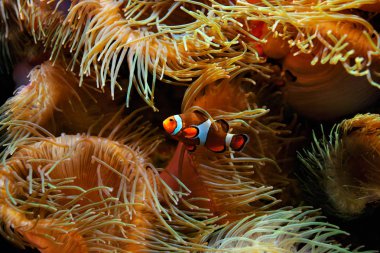 palyaço balığı (amphiprion ocellaris) ve arka plan, olarak da bilinen ocellaris clownfish, yanlış percula palyaço balığı veya ortak palyaço balığı olarak deniz anemon