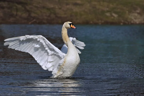 Mute Swan (Cygnus olor) flapping its wings on the water — Stock Photo, Image