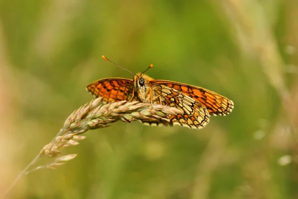 Butterfly Melitaea aurelia, Nickerl's Fritillary, perched on a grass spike — Stock Photo, Image
