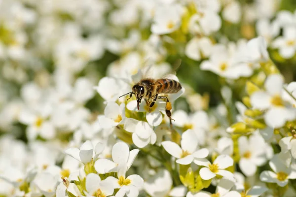 Pszczoły, owady w locie i białe kwiaty — Zdjęcie stockowe