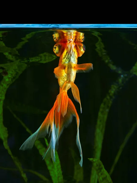 Goldfisch, Aquarium, ein Fisch vor dem Hintergrund von Wasserpflanzen — Stockfoto