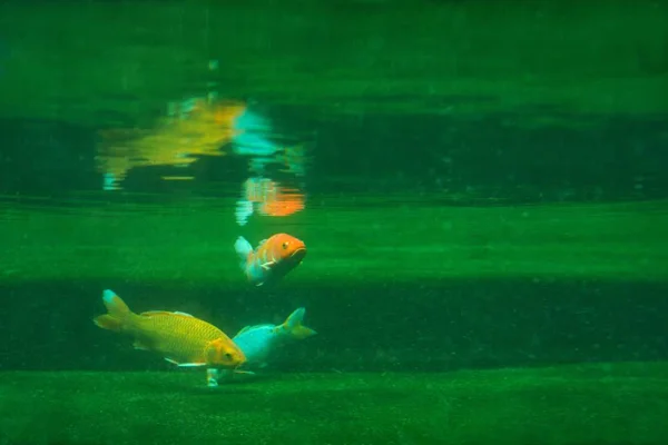 Koi (Cyprinus carpio haematopterus), sejenis ikan mas kawin, yang disimpan untuk tujuan dekoratif di kolam koi luar ruangan atau taman air, foto yang diambil melalui kaca sebagai latar belakang — Stok Foto