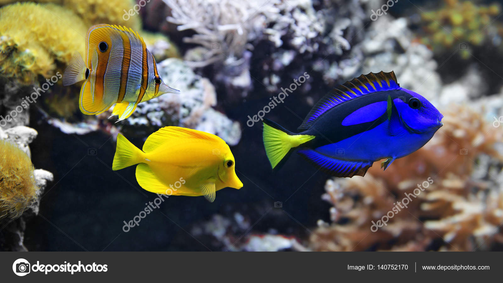 pics Blue And Yellow Ocean Fish sea fish blue tang paracanthurus hepatus copperband butterflyfish chelmon rostratus and yellow tang zebrasoma flavescens stock photo image by c mirekkijewski 140752170