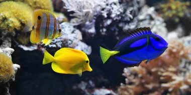 Sea fish, Blue tang (Paracanthurus hepatus), Copperband Butterflyfish (Chelmon rostratus) and Yellow tang (Zebrasoma flavescens). clipart