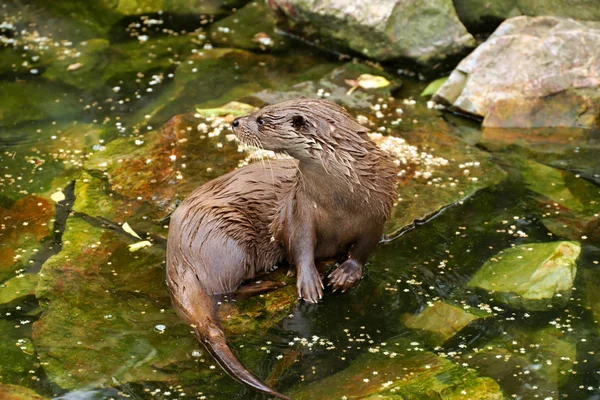 European Otter (Lutra lutra) in the wild — Stock Photo, Image
