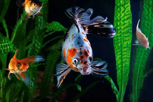 Peixe-dourado, aquário, um grupo de peixes no fundo de plantas aquáticas — Fotografia de Stock