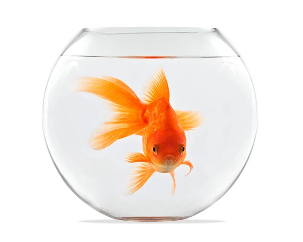 Goldfish floating in glass sphere and on a white background Stock Picture