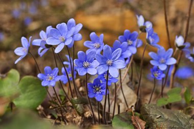 Anemon mantarı (mantarı nobilis) yosunları çiçekli bahar çayırda