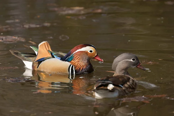 Mandarin duck (Aix galericulata), male and female — Stock Photo, Image