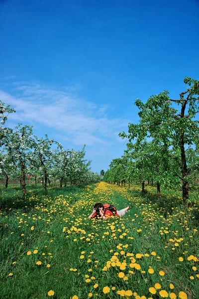 Orchard, female photographer, blooming apple trees, spring — Stock Photo, Image