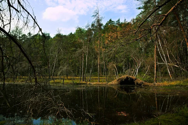 Primavera, humedal, estanque y bosque, árboles volteados, paisaje — Foto de Stock