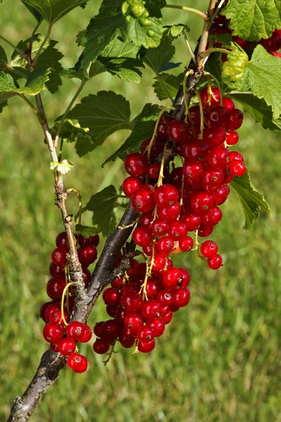 Červený rybíz (Ribes rubrum), ovoce na Bushe venku — Stock fotografie