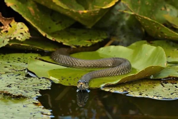 Erba Serpente (Natrix natrix) caccia sulle foglie di Ninfee Fotografia Stock