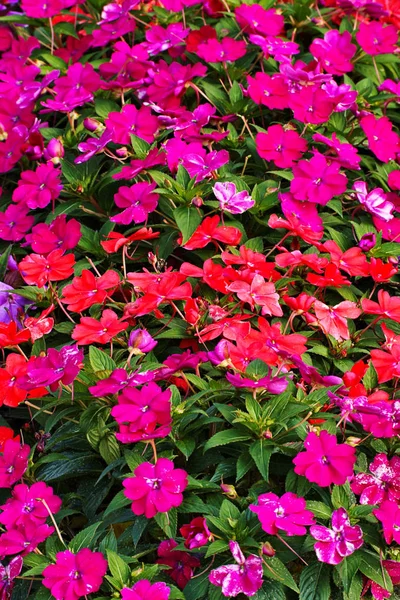 Multicolored flowers, flowerbed as a background — Stock Photo, Image