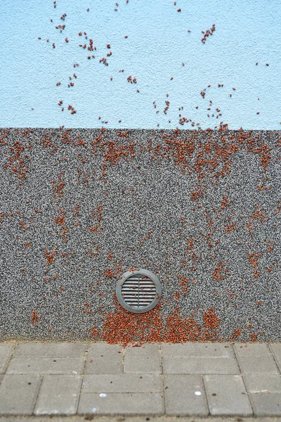 Firebug, Blunt blacksmith (Pyrrhocoris apterus), invasion nymph of bugs on the building wall