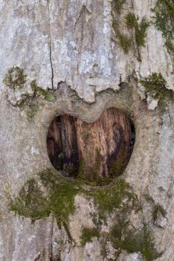 ahşap üzerine kalp