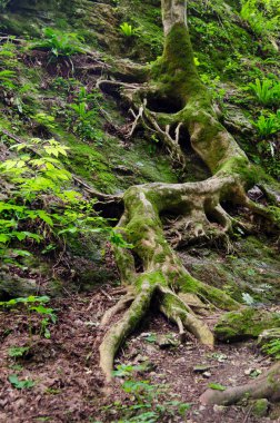 Güzel şelaleler Rufabgo. Adıge