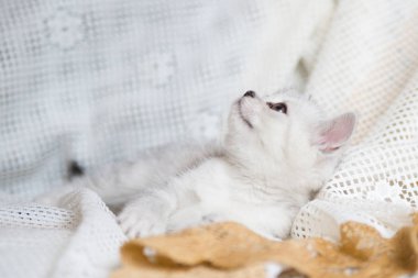 Küçük bir yavru kedi namlu