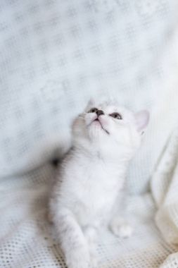 Küçük bir yavru kedi namlu