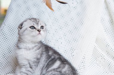 Küçük bir yavru kedi namlu