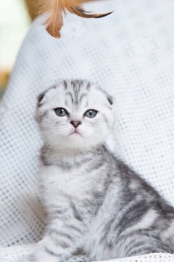 Küçük bir yavru kedi namlu