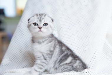 Küçük bir yavru kedi namlu